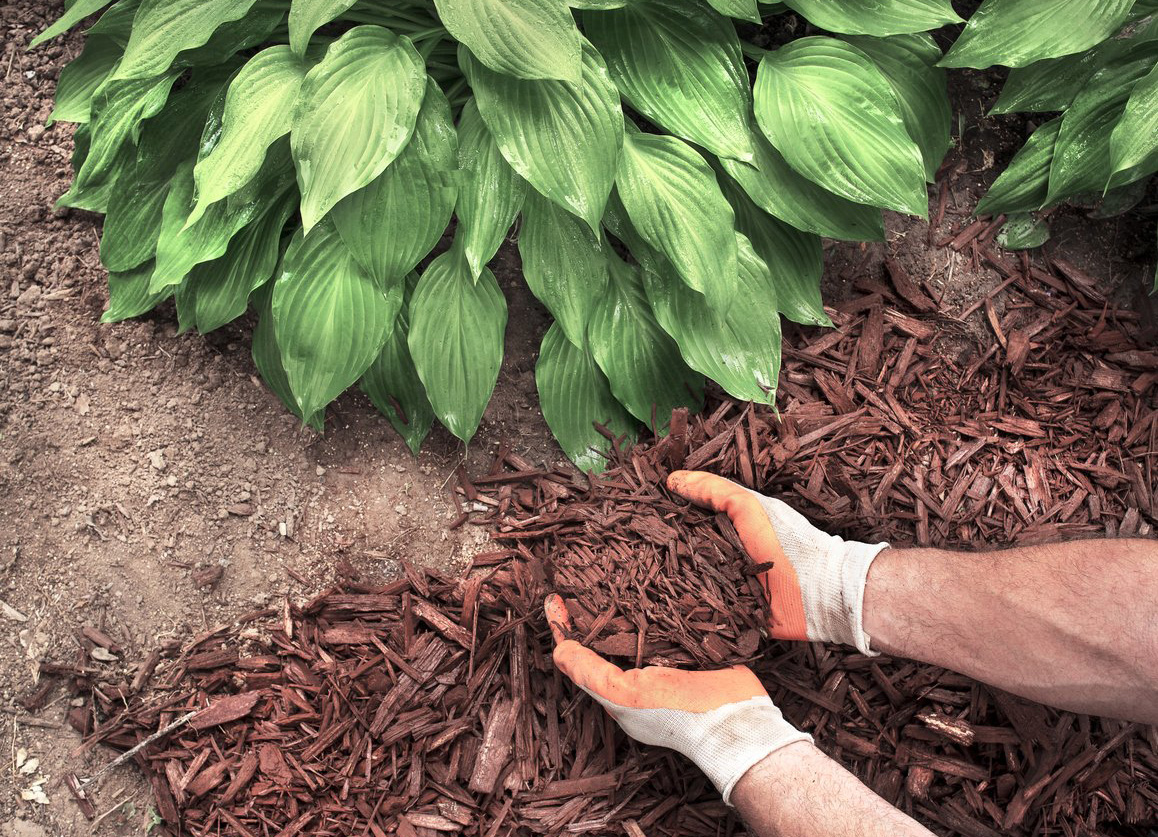 Close-up man wearing gardening gloves spreading brown mulch, bark, around garden hosta plants to kill weeds, front yard, backyard, lawn landscaping